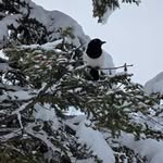 Lori Hoffman - @lorinthemountain - Instagram