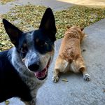 Lori Hurst-Nickols - @iggyandfranny - Instagram