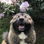 Lorrie Kennedy - @bo_theco - Instagram