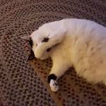 Lori Peterson - @lori.peterson.35762 - Instagram