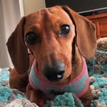 Lori Peterson - @tikkadachshund - Instagram