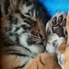 lorriephillips845 - @lorriephillips845 - TikTok