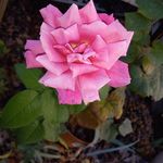 Lorrie Sprague - @lorrie_sprague - Instagram