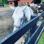 Lori Vincent - @lv12457 - Instagram