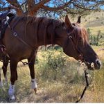 Lori Welch - @farmyard_fibers - Instagram