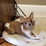 Lorrie Workman - @westiex1060 - Instagram