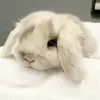 ꒰꒰.🐰 𝐋 𝐨 𝐭 𝐭 𝐢 𝐞 ! - @.lottiescarrots - TikTok