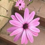 @lottie.middleton.1917 - Instagram
