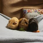 Lottie Patterson - @lottiepatterson2019 - Instagram