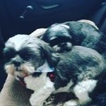 Toto & Lottie (Jo-Jo Powell) - @totolottie2 - Instagram