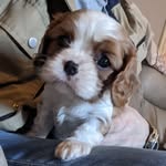 Lottie Richards - @lottie.thecavalier - Instagram