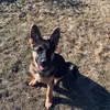 Lottie! - @lottiethegermanshepard - TikTok