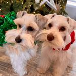 Kaecee + Lottie + Tate - @kk_mini_schnauzers - Instagram