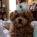 Lottie Bug - @lottie_toddy - Instagram