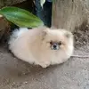 lilylotuslai - @lilythelotuslai - TikTok