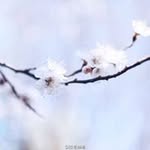 Lotus Lai - @winnie.lai.31105 - Instagram