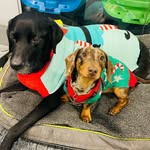 Lou Baker - @milo_and_dudley_ - Instagram