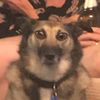 Lou balls - @louiethefloofball - TikTok