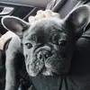 Blu the Frenchie - @bluloubarker - TikTok