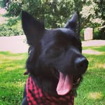 Lou Barker - @louthepooch - Instagram