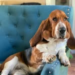 Lou Basset - @lou_thebasset - Instagram