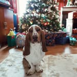 mary lou + lazlo - @marylouthebasset - Instagram