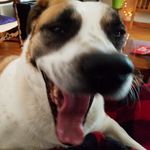 Lou Baughman - @baughmanlou - Instagram
