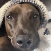 Louie Baxter 🐶 - @louie_baxter - TikTok