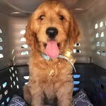 Lou Bear - @loubeardoodle - Instagram