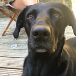 Louie - @loubeardog - Instagram