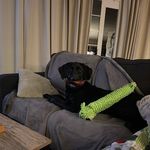 Dixie Lou Beaver - @dixieloubeavers - Instagram