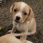 Lou Bega - @loubegathedog - Instagram