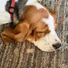 Louise H Belanger - @im_a_dog_lover_ - TikTok