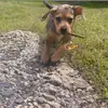 .bentley🐾 - @bentley.lou - TikTok