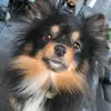 👑Bentley & Lou🤡 - @bentley.and.lousifer - TikTok