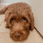 Bentley Lou - @bentleylou22 - Instagram