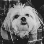 Bentley Lou - @bentleylou_ - Instagram