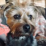Bentley Lou Who 🌝 - @bentleylouwho - Instagram