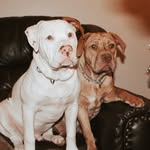 Layla & Bentley - @layla_lou_bentley_boo - Instagram