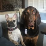 Lou and Bentley - @loubert_and_benny - Instagram