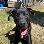 Goober Lou - @loubergoober - Instagram