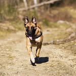Lou - @lou_berger_malinois - Instagram