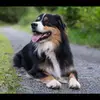 Lou Berger australie - @berger_australien_lou - TikTok