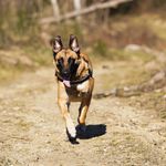Lou - @lou_berger_malinois - Instagram