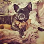 Loulou and Biggs - @queen_loulou_mister_biggs - Instagram
