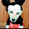 Louise Billings - @louisebillings526 - TikTok