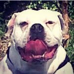 louie-blackwell - @minge_destroyer - Instagram