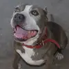 Louis Blackwell - @louis.blackwell1 - TikTok