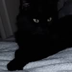 LOU BLANCO - @jafar_chatnoir - Instagram
