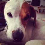 Lou - @lou_blanket_thief - Instagram